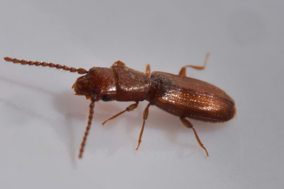 Laemophloeidae: Cryptolestes ferrugineus? S !